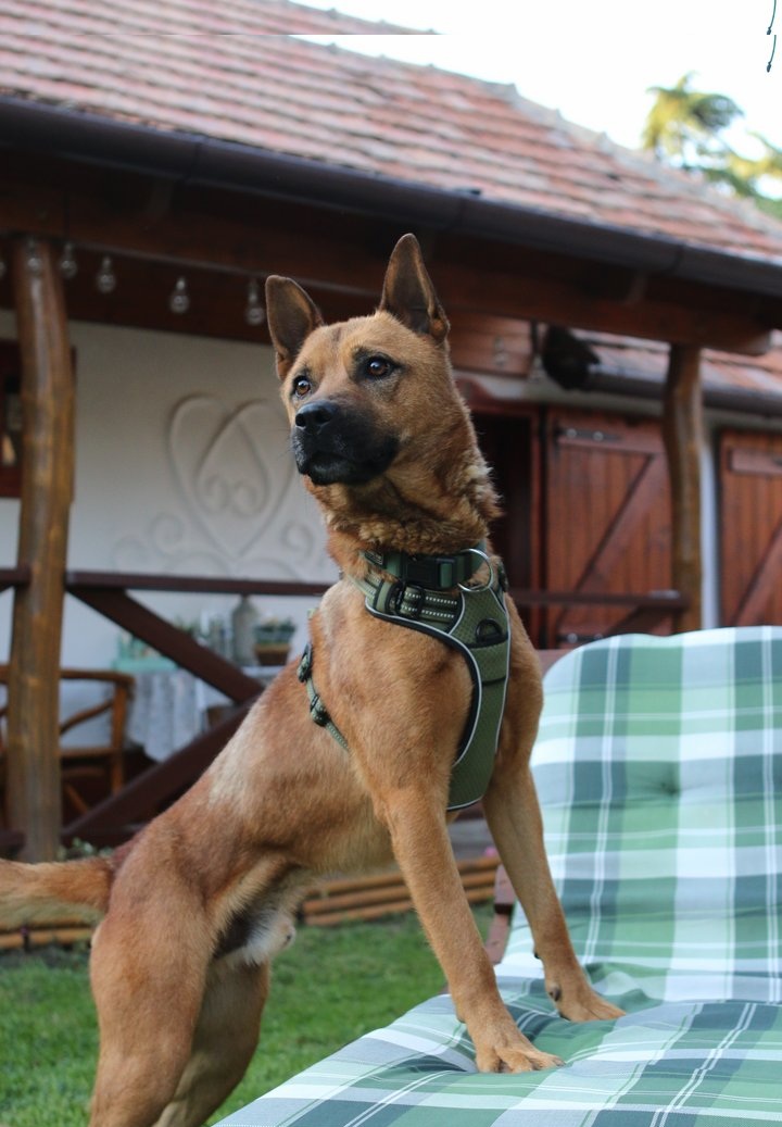Boldogság Madara