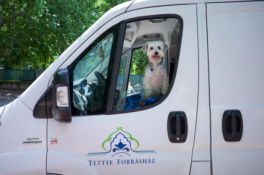 TETTYE FORRÁSHÁZ